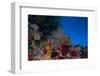 Soft Corals and Gorgonian Sea Fans Adorn a Reef in Fiji-Stocktrek Images-Framed Photographic Print