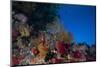 Soft Corals and Gorgonian Sea Fans Adorn a Reef in Fiji-Stocktrek Images-Mounted Photographic Print