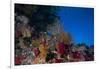 Soft Corals and Gorgonian Sea Fans Adorn a Reef in Fiji-Stocktrek Images-Framed Photographic Print