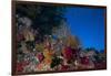 Soft Corals and Gorgonian Sea Fans Adorn a Reef in Fiji-Stocktrek Images-Framed Photographic Print