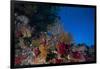 Soft Corals and Gorgonian Sea Fans Adorn a Reef in Fiji-Stocktrek Images-Framed Photographic Print