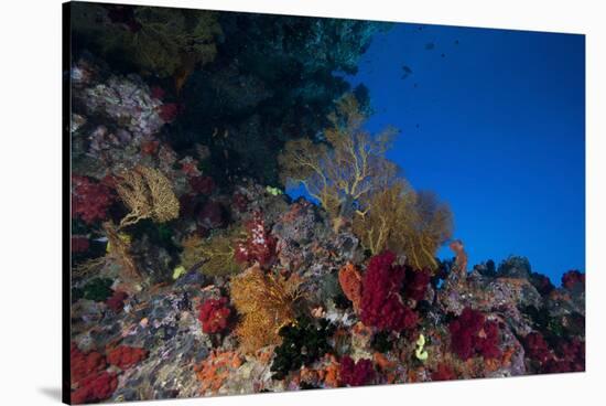 Soft Corals and Gorgonian Sea Fans Adorn a Reef in Fiji-Stocktrek Images-Stretched Canvas