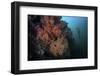 Soft Corals and Invertebrates Grow on a Deep Reef in Indonesia-Stocktrek Images-Framed Photographic Print