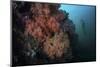 Soft Corals and Invertebrates Grow on a Deep Reef in Indonesia-Stocktrek Images-Mounted Photographic Print