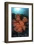 Soft Corals and Invertebrates Grow on a Deep Reef in Indonesia-Stocktrek Images-Framed Photographic Print