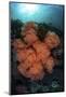 Soft Corals and Invertebrates Grow on a Deep Reef in Indonesia-Stocktrek Images-Mounted Photographic Print