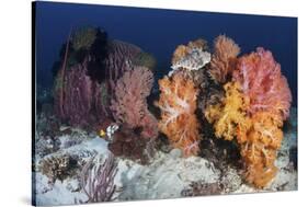 Soft Corals and Invertebrates on a Beautiful Reef in Indonesia-Stocktrek Images-Stretched Canvas