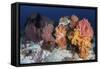 Soft Corals and Invertebrates on a Beautiful Reef in Indonesia-Stocktrek Images-Framed Stretched Canvas