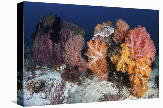 Soft Corals and Invertebrates on a Beautiful Reef in Indonesia-Stocktrek Images-Stretched Canvas