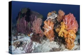 Soft Corals and Invertebrates on a Beautiful Reef in Indonesia-Stocktrek Images-Stretched Canvas