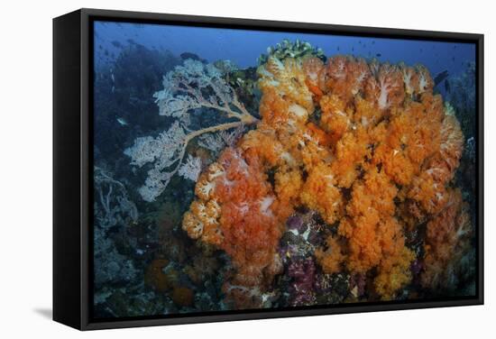 Soft Corals and Invertebrates on a Beautiful Reef in Indonesia-Stocktrek Images-Framed Stretched Canvas
