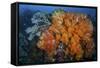 Soft Corals and Invertebrates on a Beautiful Reef in Indonesia-Stocktrek Images-Framed Stretched Canvas