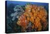 Soft Corals and Invertebrates on a Beautiful Reef in Indonesia-Stocktrek Images-Stretched Canvas