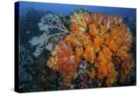 Soft Corals and Invertebrates on a Beautiful Reef in Indonesia-Stocktrek Images-Stretched Canvas