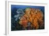 Soft Corals and Invertebrates on a Beautiful Reef in Indonesia-Stocktrek Images-Framed Photographic Print