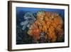 Soft Corals and Invertebrates on a Beautiful Reef in Indonesia-Stocktrek Images-Framed Photographic Print