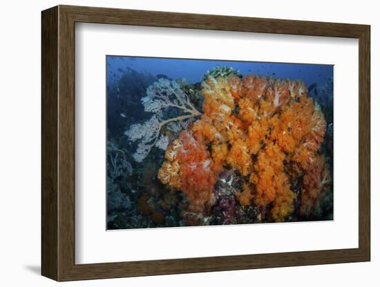 Soft Corals and Invertebrates on a Beautiful Reef in Indonesia-Stocktrek Images-Framed Photographic Print