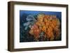 Soft Corals and Invertebrates on a Beautiful Reef in Indonesia-Stocktrek Images-Framed Photographic Print