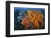 Soft Corals and Invertebrates on a Beautiful Reef in Indonesia-Stocktrek Images-Framed Photographic Print