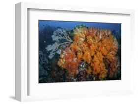 Soft Corals and Invertebrates on a Beautiful Reef in Indonesia-Stocktrek Images-Framed Photographic Print