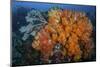 Soft Corals and Invertebrates on a Beautiful Reef in Indonesia-Stocktrek Images-Mounted Photographic Print