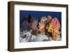 Soft Corals and Invertebrates on a Beautiful Reef in Indonesia-Stocktrek Images-Framed Photographic Print