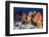 Soft Corals and Invertebrates on a Beautiful Reef in Indonesia-Stocktrek Images-Framed Photographic Print