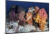 Soft Corals and Invertebrates on a Beautiful Reef in Indonesia-Stocktrek Images-Mounted Photographic Print