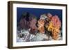 Soft Corals and Invertebrates on a Beautiful Reef in Indonesia-Stocktrek Images-Framed Photographic Print