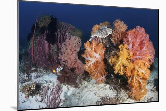 Soft Corals and Invertebrates on a Beautiful Reef in Indonesia-Stocktrek Images-Mounted Photographic Print