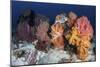 Soft Corals and Invertebrates on a Beautiful Reef in Indonesia-Stocktrek Images-Mounted Photographic Print