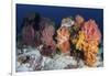 Soft Corals and Invertebrates on a Beautiful Reef in Indonesia-Stocktrek Images-Framed Photographic Print