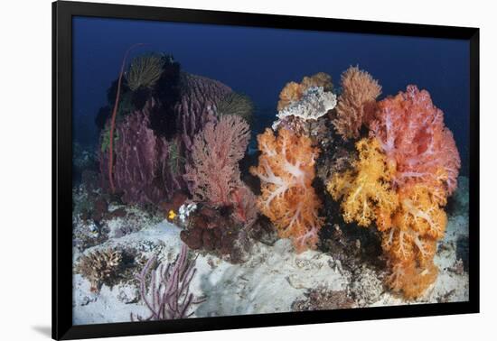 Soft Corals and Invertebrates on a Beautiful Reef in Indonesia-Stocktrek Images-Framed Photographic Print