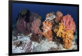 Soft Corals and Invertebrates on a Beautiful Reef in Indonesia-Stocktrek Images-Framed Photographic Print