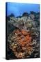 Soft Corals and Other Invertebrates Grow on a Reef in Indonesia-Stocktrek Images-Stretched Canvas
