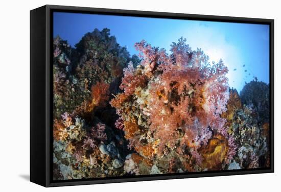 Soft Corals and Other Invertebrates Grow on a Reef in Indonesia-Stocktrek Images-Framed Stretched Canvas