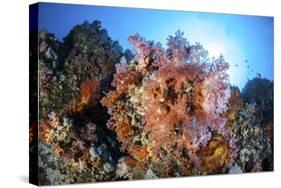 Soft Corals and Other Invertebrates Grow on a Reef in Indonesia-Stocktrek Images-Stretched Canvas