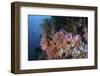 Soft Corals and Other Invertebrates Grow on a Reef in Indonesia-Stocktrek Images-Framed Photographic Print