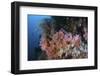 Soft Corals and Other Invertebrates Grow on a Reef in Indonesia-Stocktrek Images-Framed Photographic Print