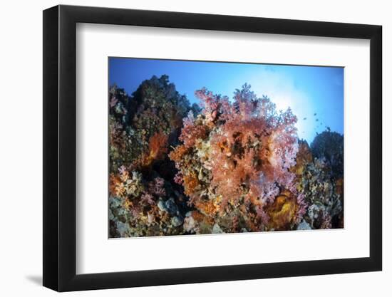 Soft Corals and Other Invertebrates Grow on a Reef in Indonesia-Stocktrek Images-Framed Photographic Print