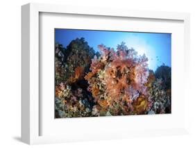 Soft Corals and Other Invertebrates Grow on a Reef in Indonesia-Stocktrek Images-Framed Photographic Print