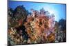 Soft Corals and Other Invertebrates Grow on a Reef in Indonesia-Stocktrek Images-Mounted Photographic Print