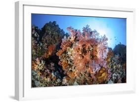 Soft Corals and Other Invertebrates Grow on a Reef in Indonesia-Stocktrek Images-Framed Photographic Print