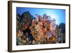 Soft Corals and Other Invertebrates Grow on a Reef in Indonesia-Stocktrek Images-Framed Photographic Print