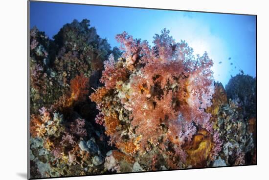 Soft Corals and Other Invertebrates Grow on a Reef in Indonesia-Stocktrek Images-Mounted Photographic Print