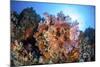 Soft Corals and Other Invertebrates Grow on a Reef in Indonesia-Stocktrek Images-Mounted Photographic Print