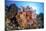 Soft Corals and Other Invertebrates Grow on a Reef in Indonesia-Stocktrek Images-Mounted Photographic Print