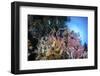 Soft Corals and Other Invertebrates Grow on a Reef in Indonesia-Stocktrek Images-Framed Photographic Print