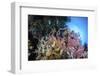 Soft Corals and Other Invertebrates Grow on a Reef in Indonesia-Stocktrek Images-Framed Photographic Print