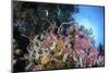 Soft Corals and Other Invertebrates Grow on a Reef in Indonesia-Stocktrek Images-Mounted Photographic Print